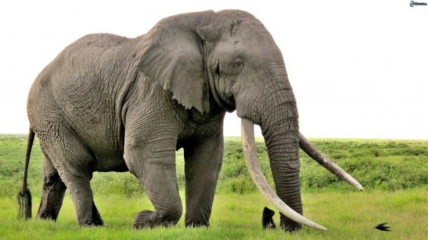 Histórico: los elefantes fueron declarados «personas no humanas» por la Justicia