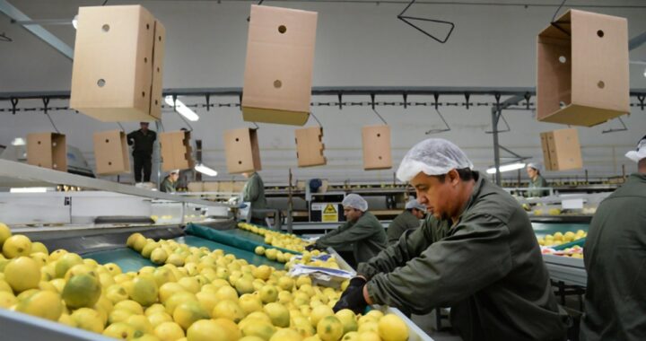Dame un limón: Argentina busca liderar el mercado a nivel global