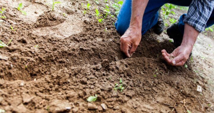 Agricultura sostenible: productores se unen para fortalecer iniciativas en América