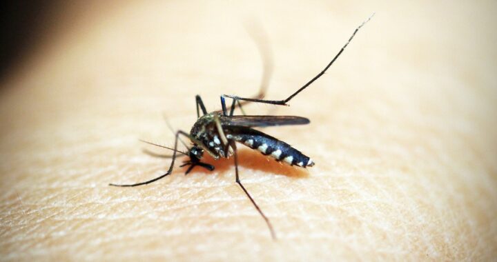 Brote histórico de dengue en Argentina: ya son 106 los muertos y se registran más de 151 mil casos