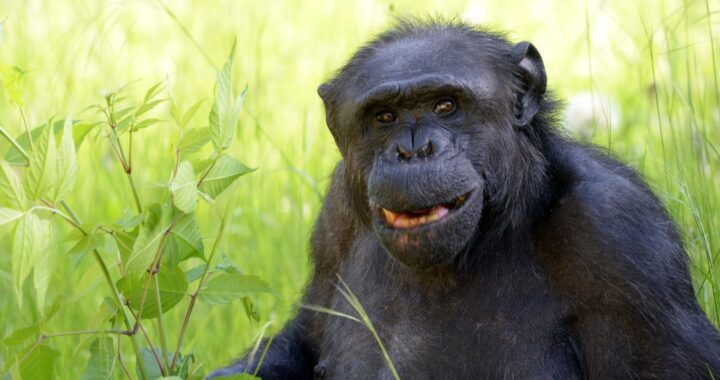 Murió Tomy, el chimpancé símbolo del Bioparque: el adiós a una vida marcada por el circo y el cautiverio