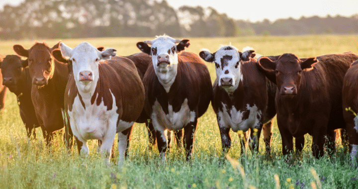 Grupo Galicia y BELAT impulsan la transición hacia una ganadería regenerativa con financiamiento de impacto