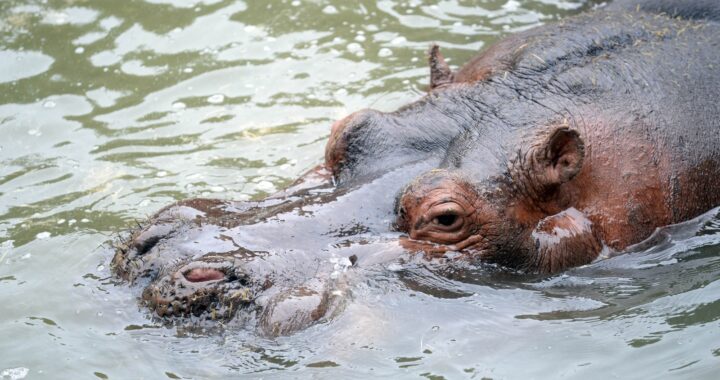 Falleció Hipólito, el hipopótamo de casi 26 años que vivía en el Bioparque La Plata