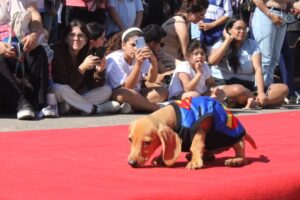 Gran desfile de mascotas: cuándo, dónde es y qué se podrá hacer