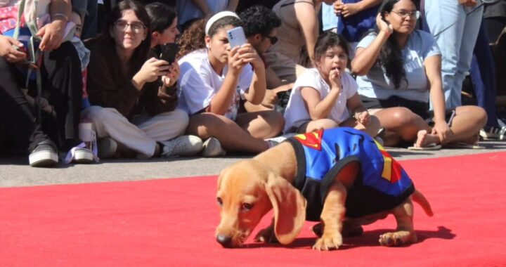 Gran desfile de mascotas: cuándo, dónde es y qué se podrá hacer